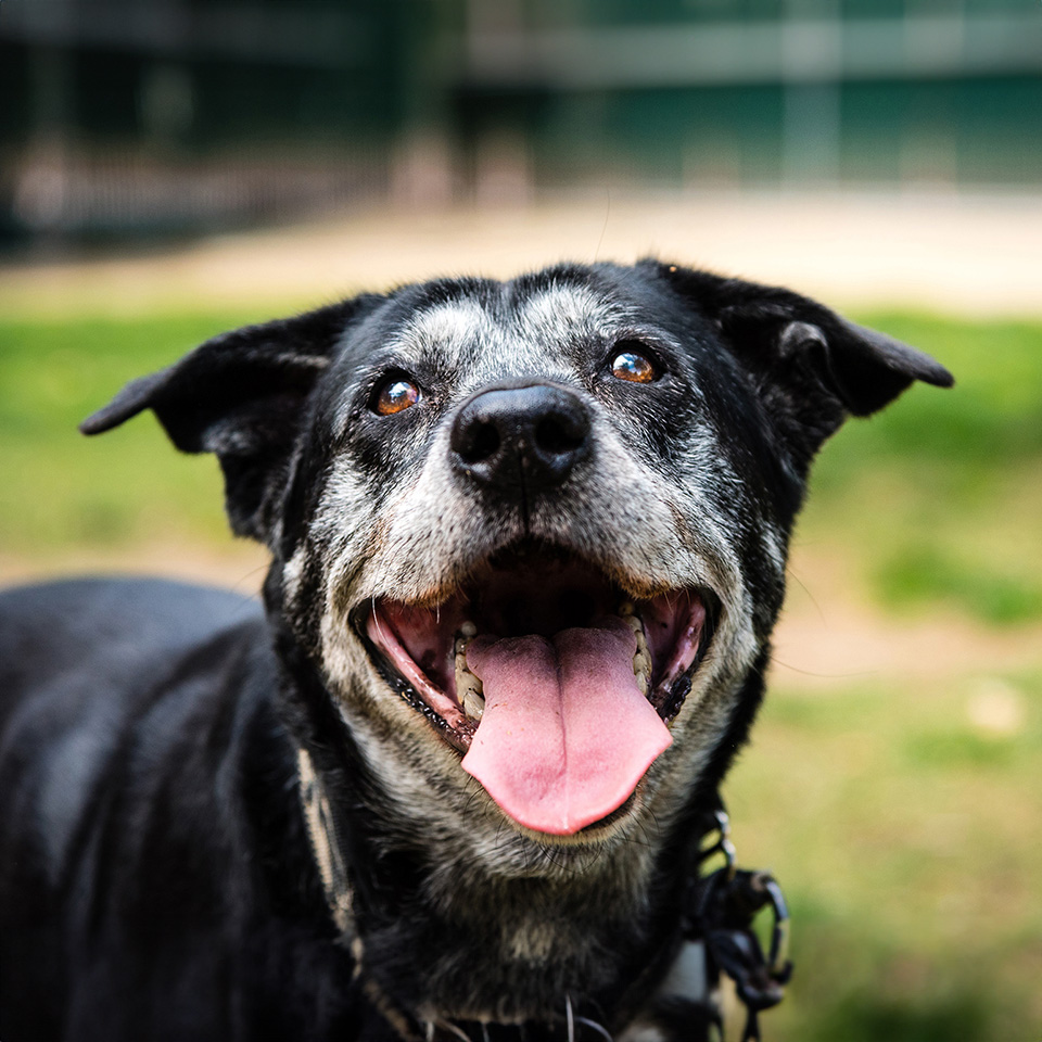 Elderly black dog with grey muzzle smiling outdoors